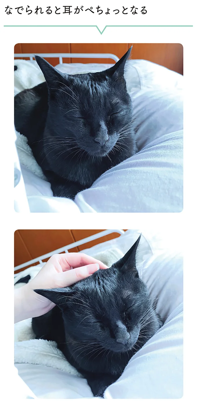 『黒猫ろんと暮らしたら1～3』 14151407.webp