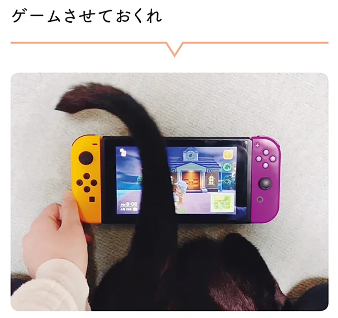 「存在をアピールする猫」。意外とバリエーションが豊富です/黒猫ろんと暮らしたら2 14151564.webp