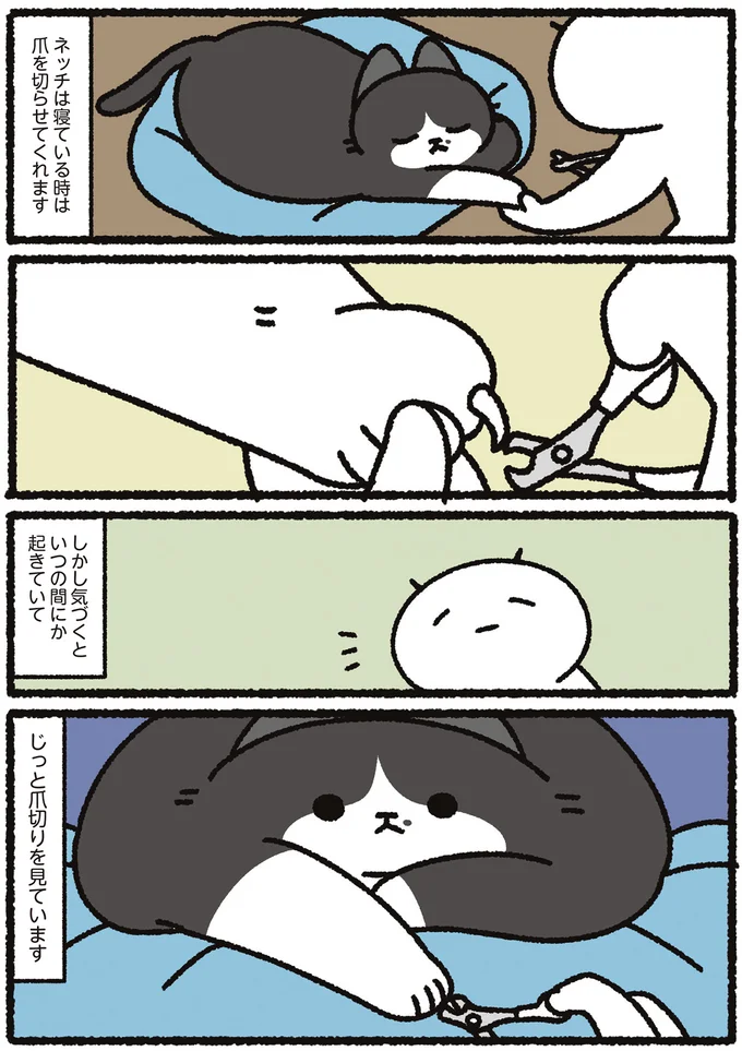 猫の爪切りあるある？ 寝てるときはOKでも、起きたら静かにスーッと...／あっち こっち ネッチ！ 14160413.webp