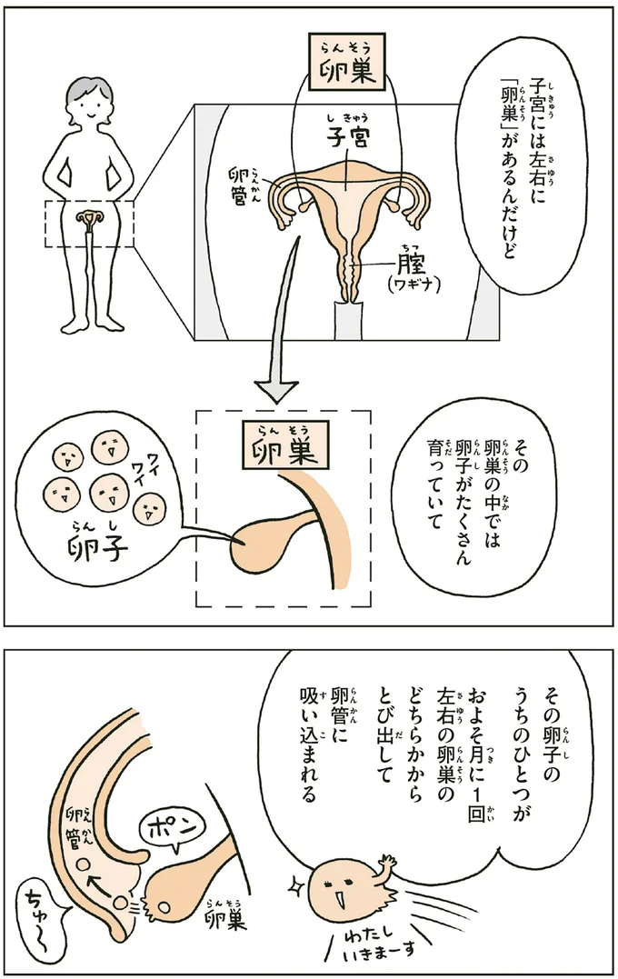 『こどもせいきょういくはじめます おうち性教育はじめますシリーズ』 14182542.webp