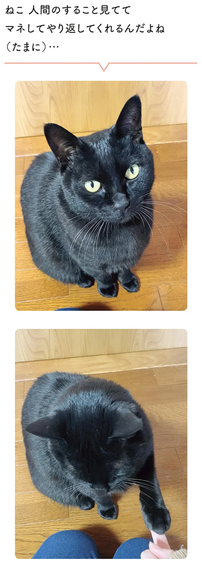 『黒猫ろんと暮らしたら』4～6 14304145.webp