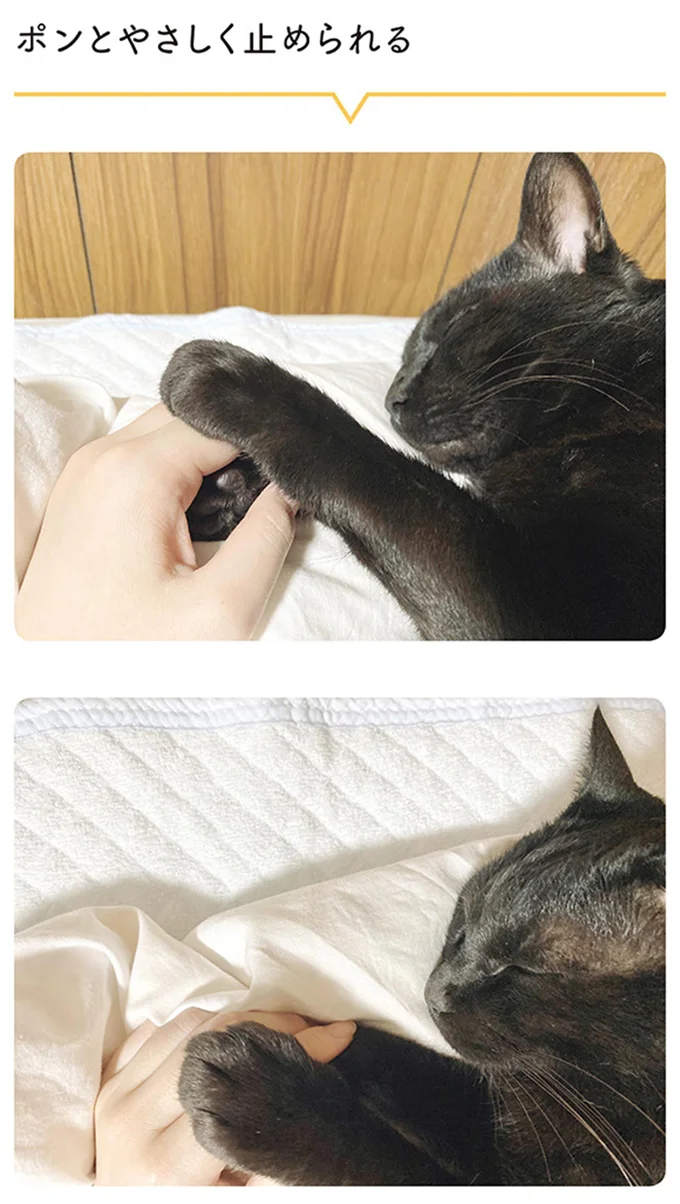 『黒猫ろんと暮らしたら』4～6 14304248.webp