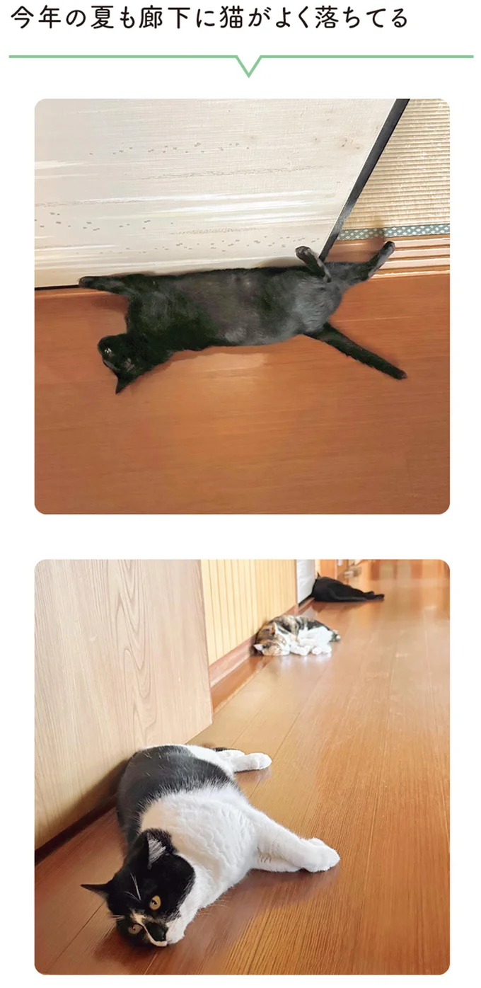 「今年の夏はひと違う」廊下に「落ちてる」猫にほっこり／黒猫ろんと暮らしたら6 14372078.webp