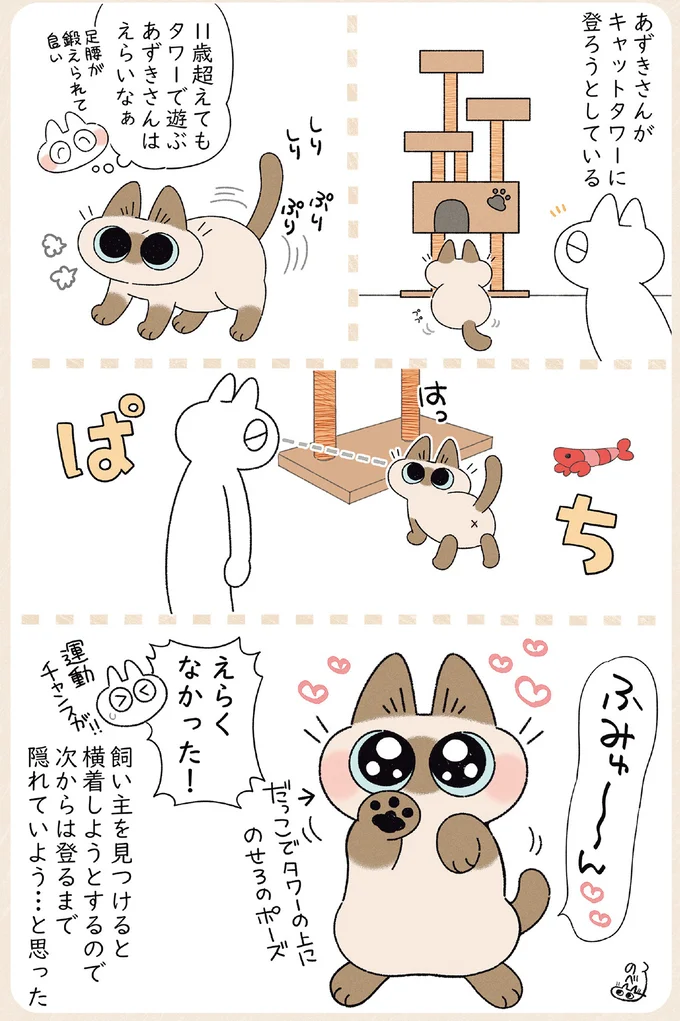 11歳の猫は人間でいう60歳くらい。タワーで遊ぼうとするが、飼い主と目が合うと...／ますます!!!!!! シャム猫あずきさんは世界の中心 14526743.webp