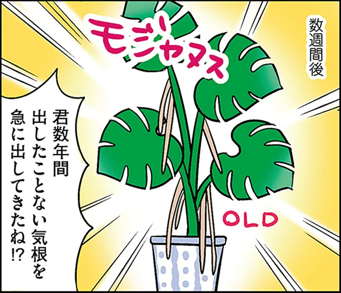 観葉植物を並べて育てたら不思議なことが！ 新旧の植物で...えっ？／ひとりぐらしも神レベル