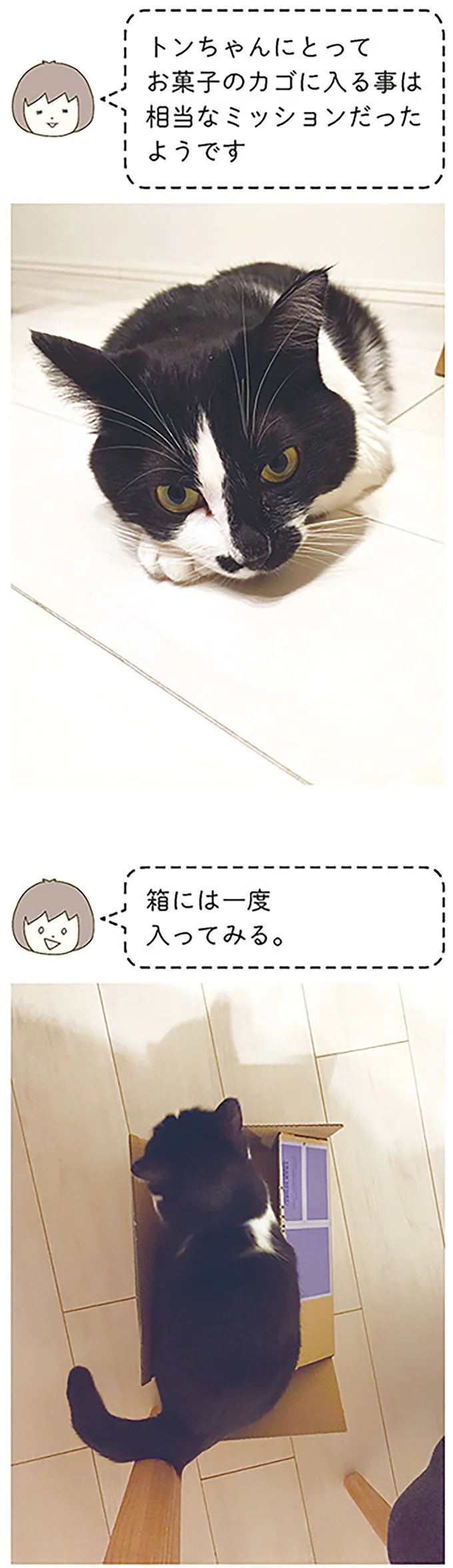 『うちの猫がまた変なことしてる。』1～4 14970543.webp