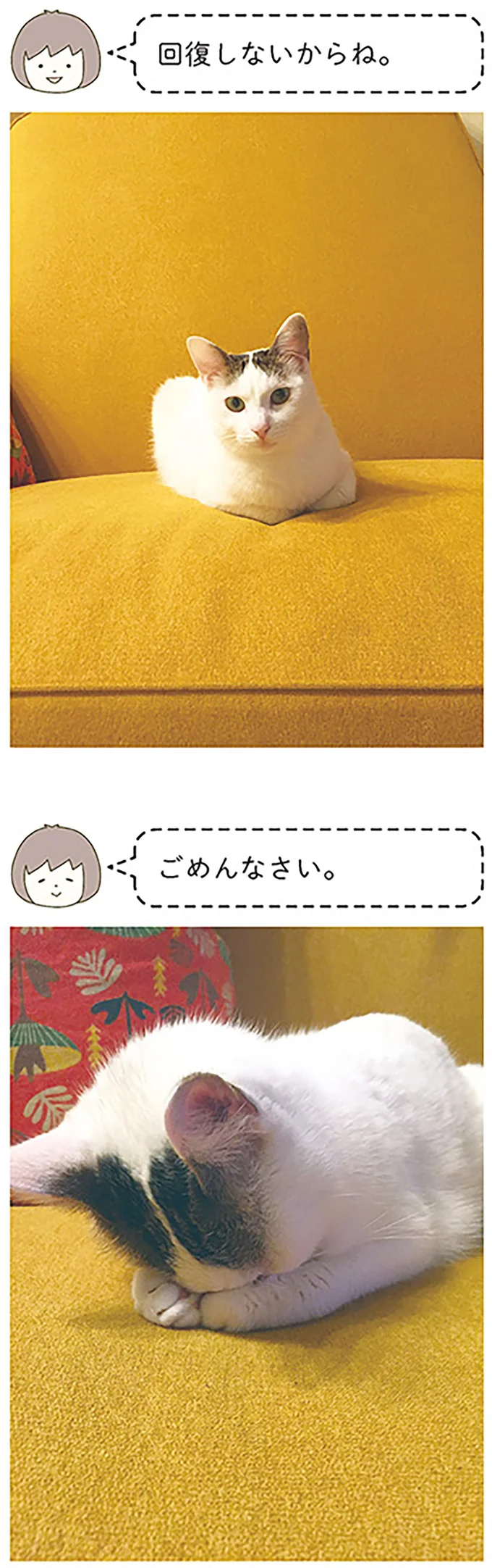 『うちの猫がまた変なことしてる。』1～4 14970545.webp