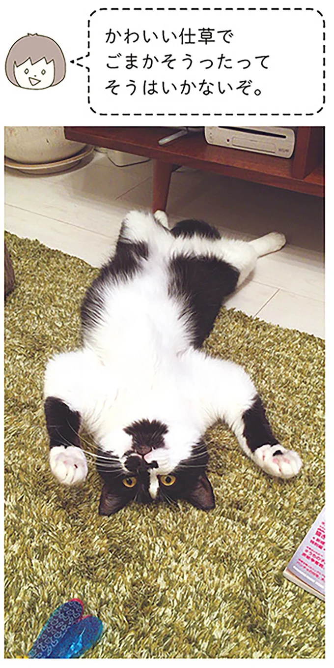 『うちの猫がまた変なことしてる。』1～4 14970547.webp