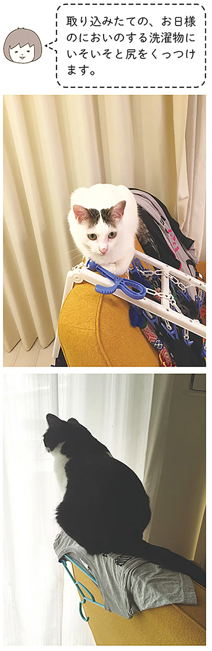 『うちの猫がまた変なことしてる。』1～4 14970549.webp