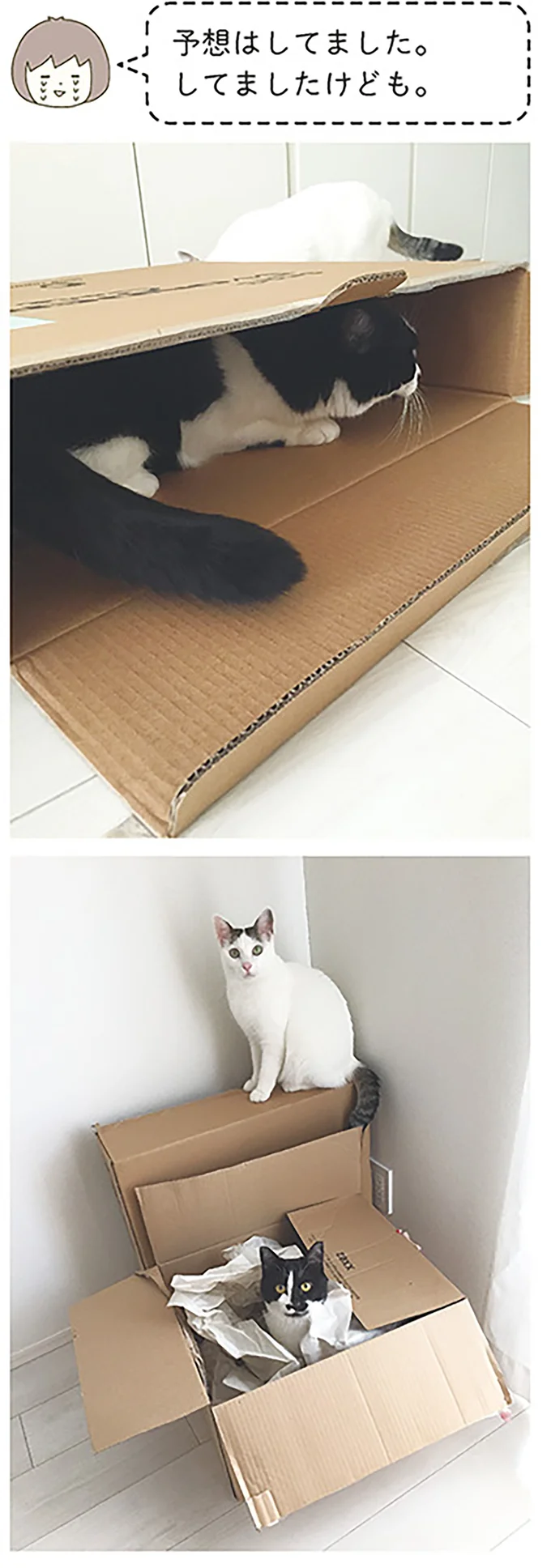 『うちの猫がまた変なことしてる。』1～4 14993305.webp