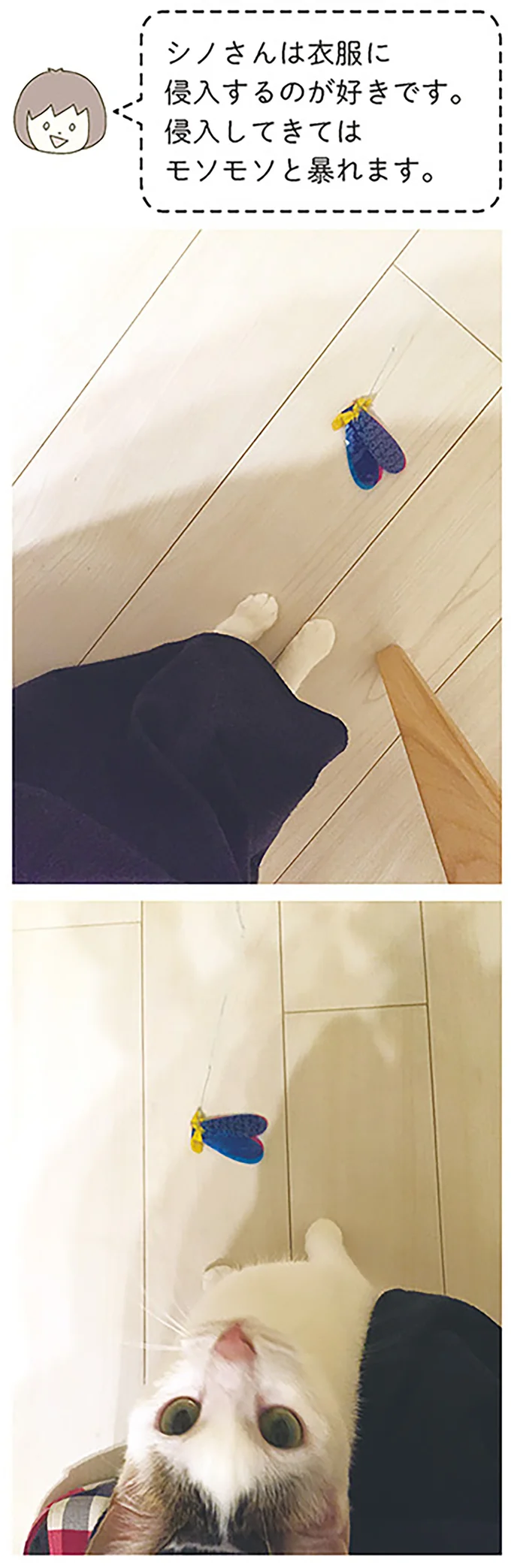 『うちの猫がまた変なことしてる。』1～4 14993342.webp