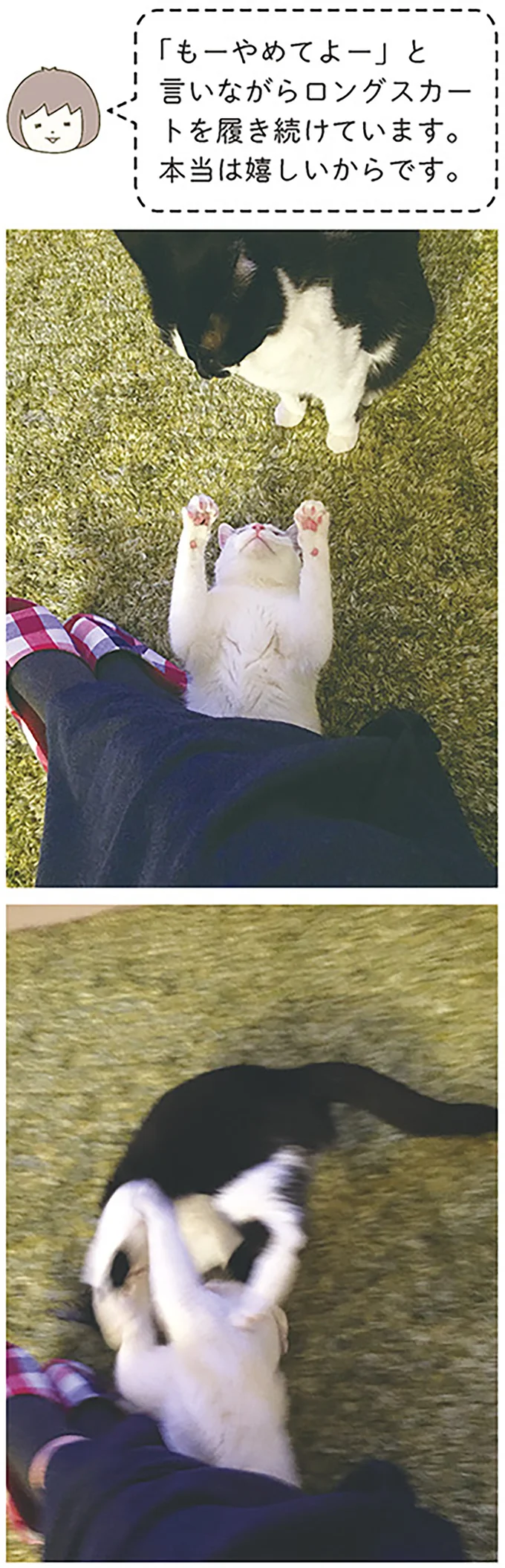 『うちの猫がまた変なことしてる。』1～4 14993344.webp