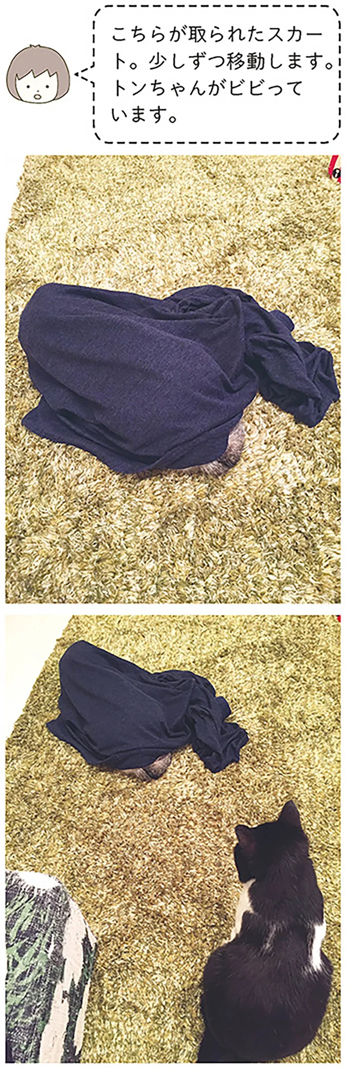 『うちの猫がまた変なことしてる。』1～4 14993346.webp