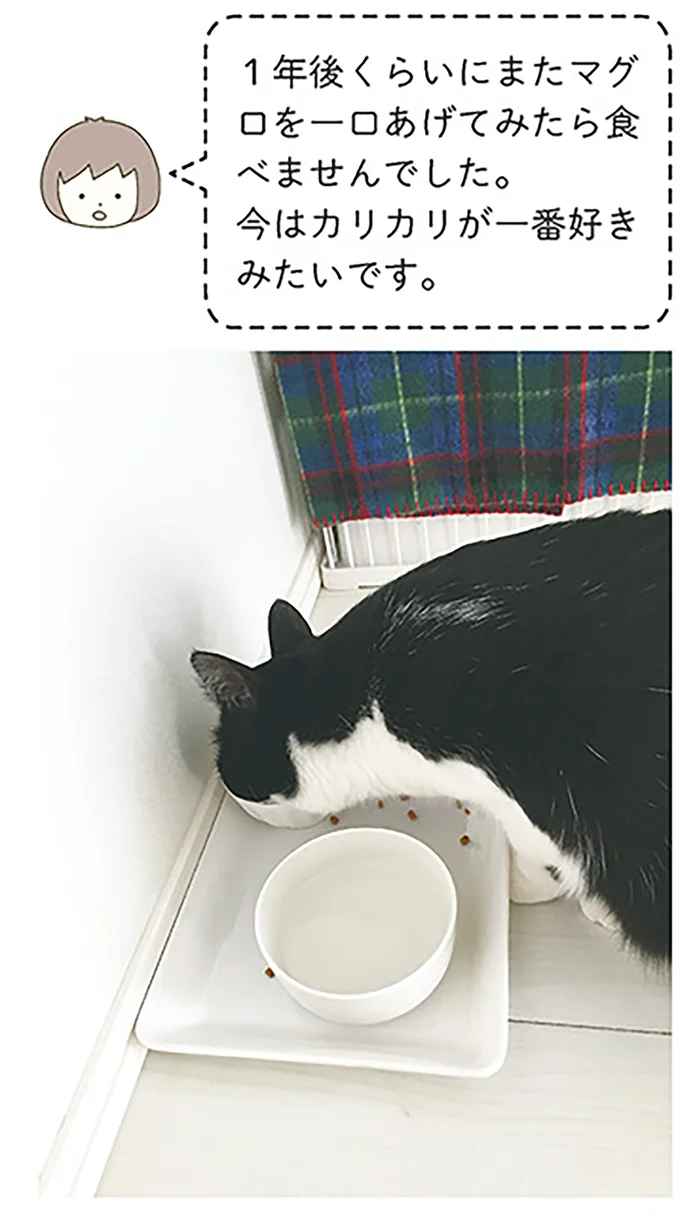 新食感!? カリカリしか食べさせていない愛猫にマグロの刺身をあげたら...／うちの猫がまた変なことしてる。 14993380.webp
