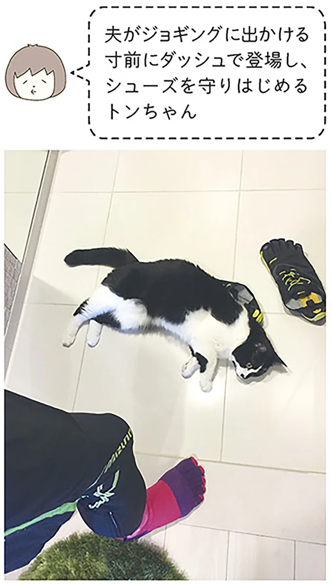 新食感!? カリカリしか食べさせていない愛猫にマグロの刺身をあげたら...／うちの猫がまた変なことしてる。 14993384.webp