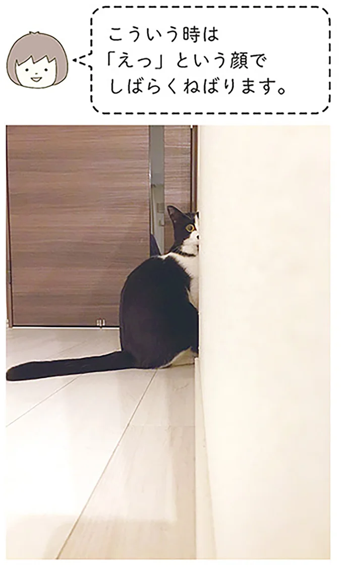 新食感!? カリカリしか食べさせていない愛猫にマグロの刺身をあげたら...／うちの猫がまた変なことしてる。 14993386.webp