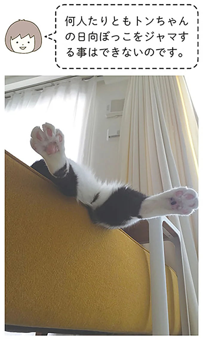 『うちの猫がまた変なことしてる。』1～4 14993427.webp