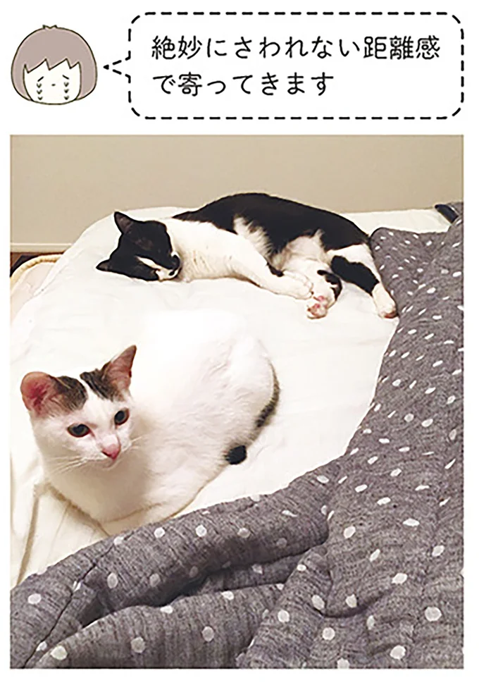 『うちの猫がまた変なことしてる。』1～4 14993429.webp