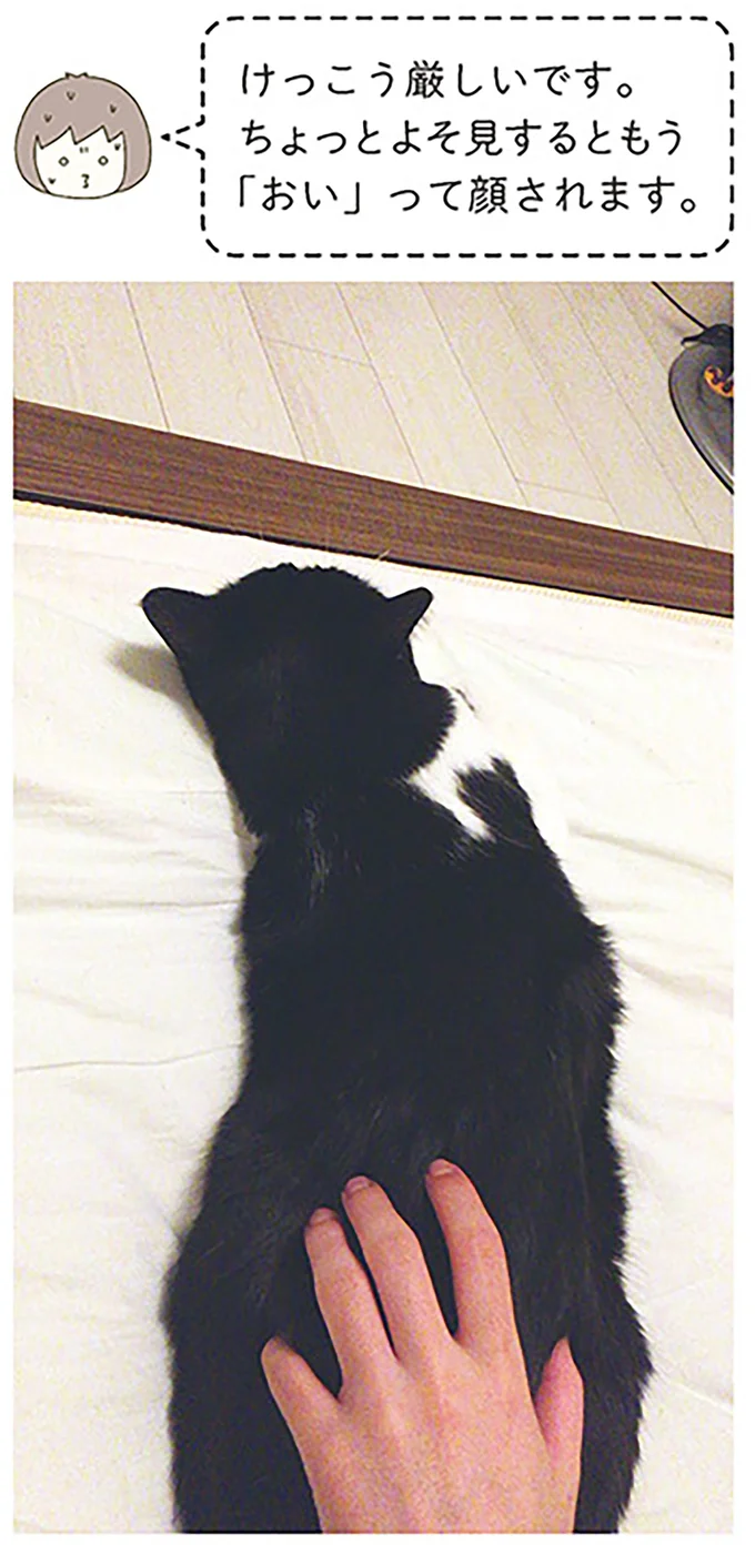 『うちの猫がまた変なことしてる。』1～4 14993431.webp