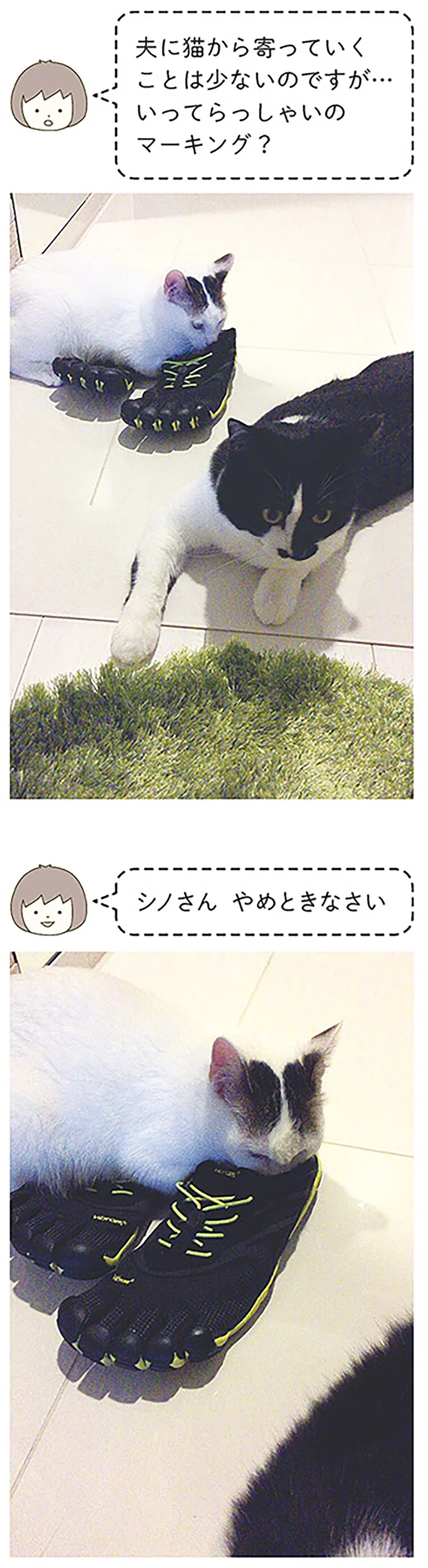 『うちの猫がまた変なことしてる。』1～4 14993444.webp