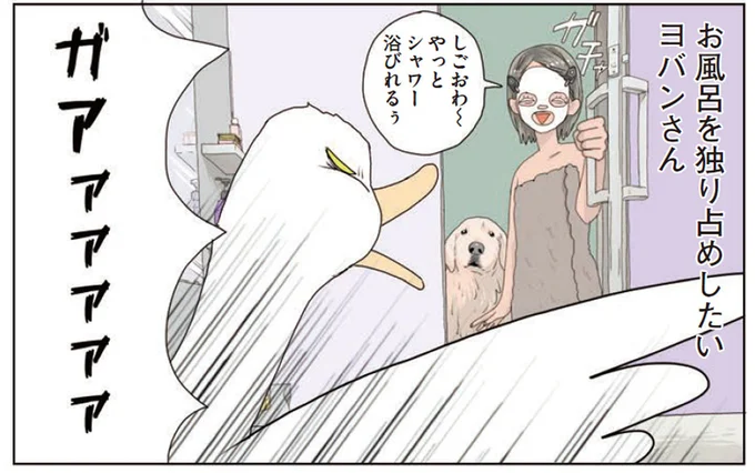 アヒルに占拠された我が家のお風呂。でも無理やり入ってみると？／エースくんとヨバンさん