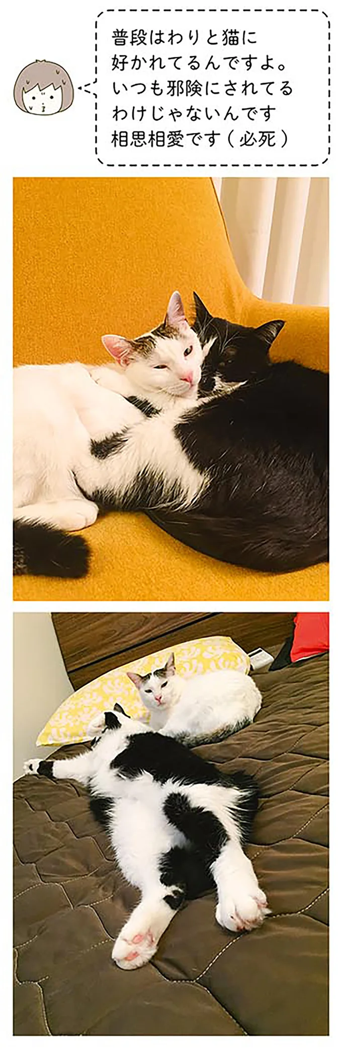 『うちの猫がまた変なことしてる。』1～4 15059293.webp