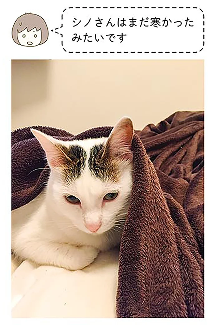 『うちの猫がまた変なことしてる。』1～4 15059611.webp