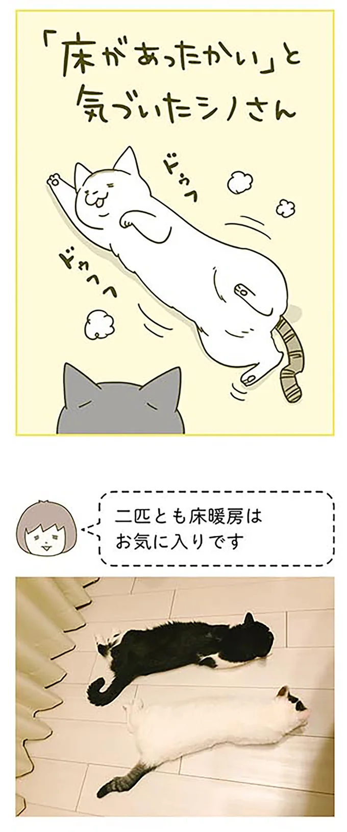 猫のため床暖房をつけた飼い主。なかなか暖かさに気付いてくれなくて...／うちの猫がまた変なことしてる。2 15060621.webp
