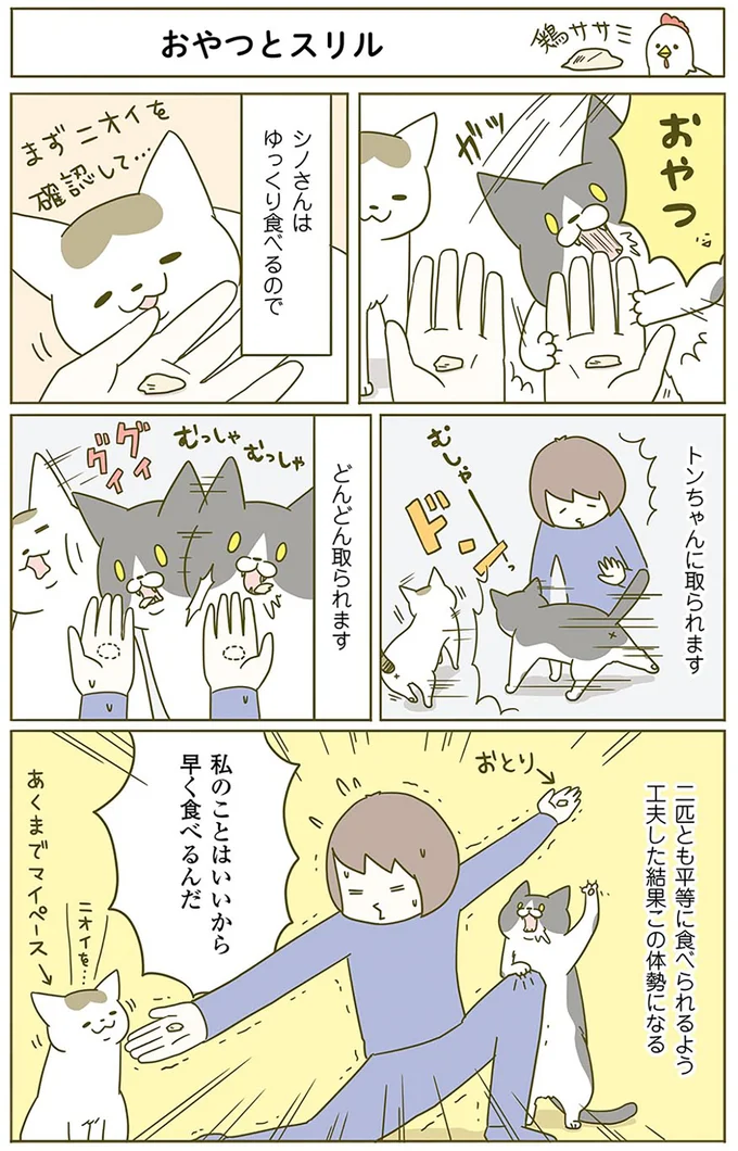 食べる様子を見ていてほしい猫。飼い主がそっといなくなると...!?／うちの猫がまた変なことしてる。2 15060940.webp