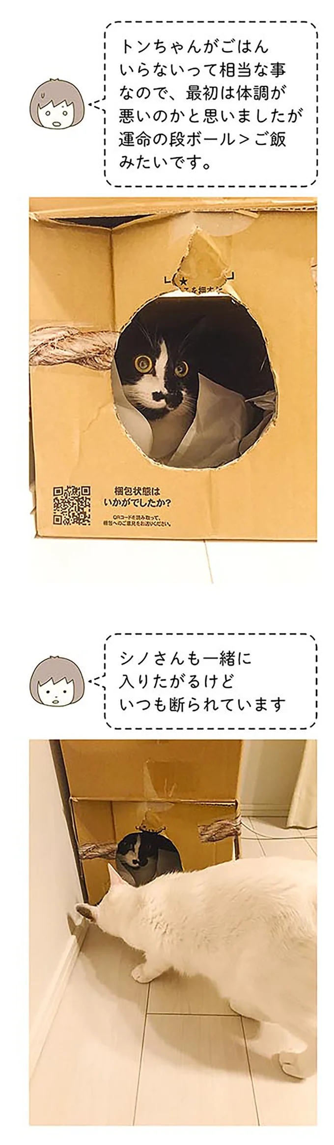 「運命の出会い」をした猫。ごはんも食べずに...／うちの猫がまた変なことしてる。2 15061266.webp