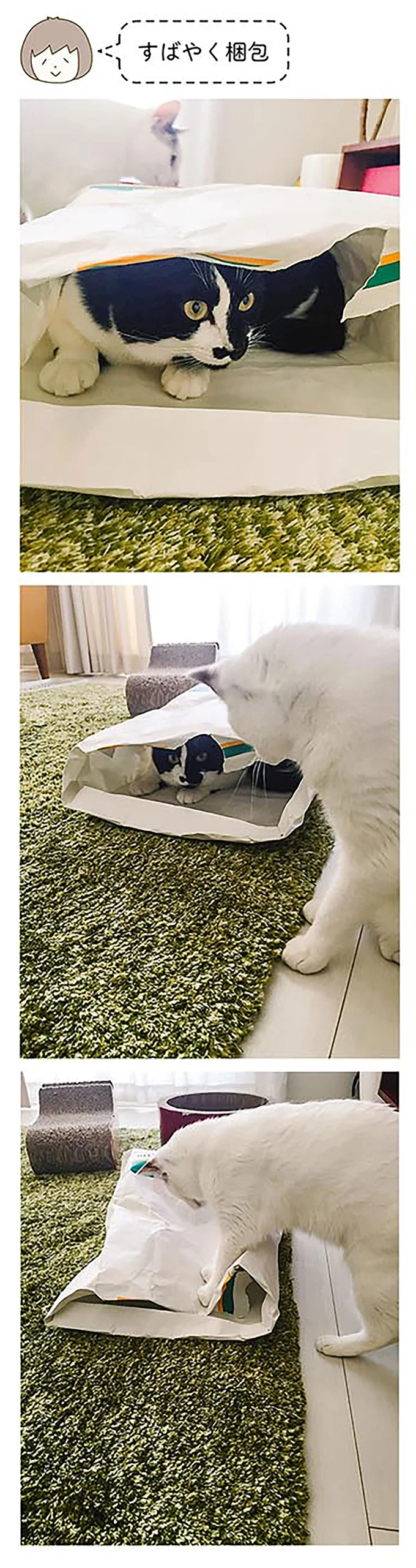 『うちの猫がまた変なことしてる。』1～4 15061270.webp