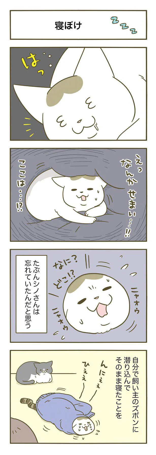 猫も寝ぼけるって知ってた？ うちの猫が「起きて慌てた」理由／うちの猫がまた変なことしてる。3 15129705.webp