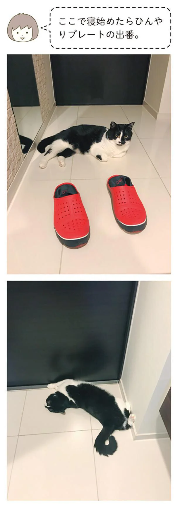 『うちの猫がまた変なことしてる。』1～4 15183197.webp