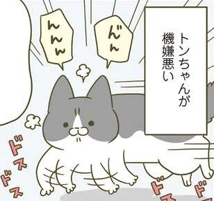 機嫌が悪い猫。だっこして落ち着かせたが、その「視線の先」には...／うちの猫がまた変なことしてる。4