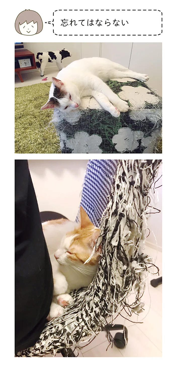 『うちの猫がまた変なことしてる。』5～8 15264533.webp