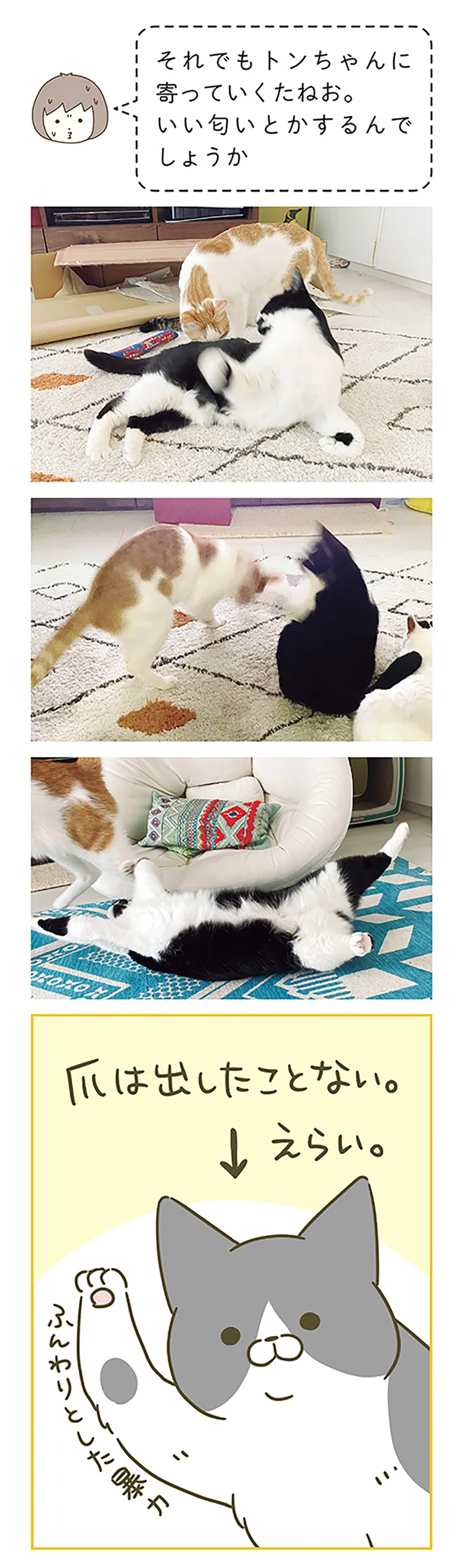 『うちの猫がまた変なことしてる。』5～8 15322137.webp