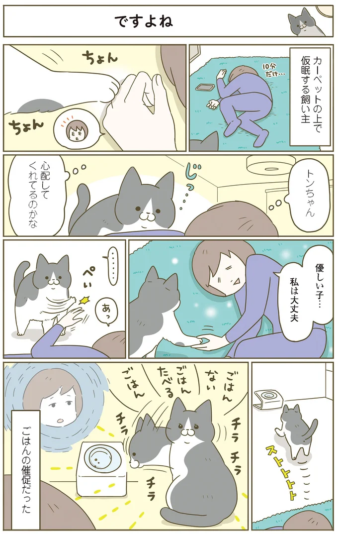 『うちの猫がまた変なことしてる。』5～8 15387224.webp