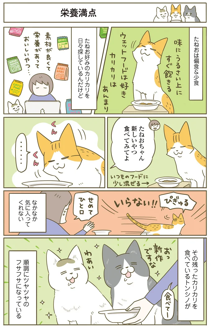 『うちの猫がまた変なことしてる。』5～8 15387260.webp