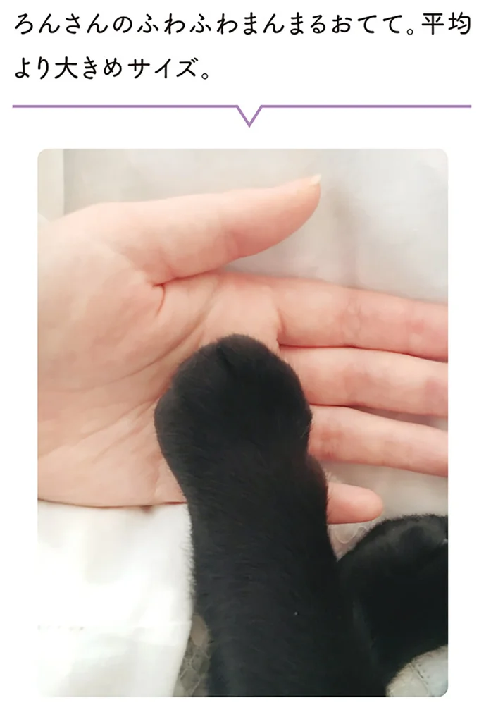 『黒猫ろんと暮らしたら』1～3 15445517.webp