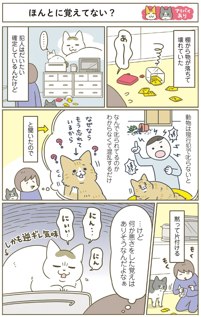 『うちの猫がまた変なことしてる。』5～8 15447263.webp