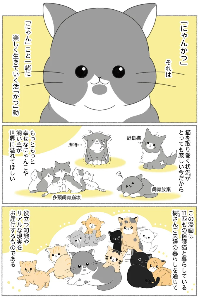 保護猫11匹、人間2人で暮らす我が家。甘えん坊も怖がりも...猫たちを紹介／にゃんかつ 15467159.webp