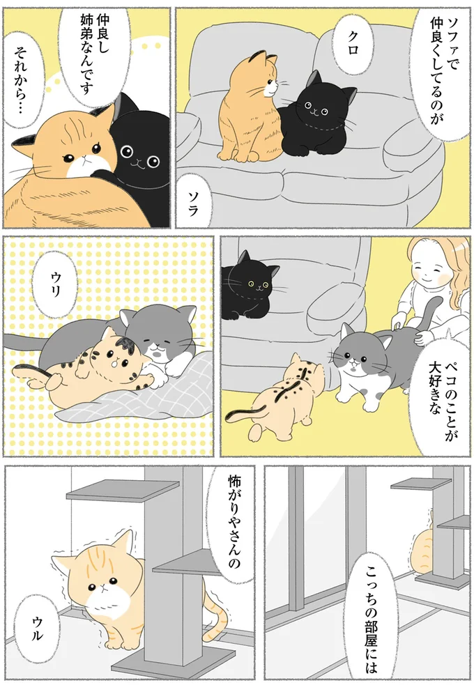 『にゃんかつ 11匹と2人の暮らし』 15467161.webp