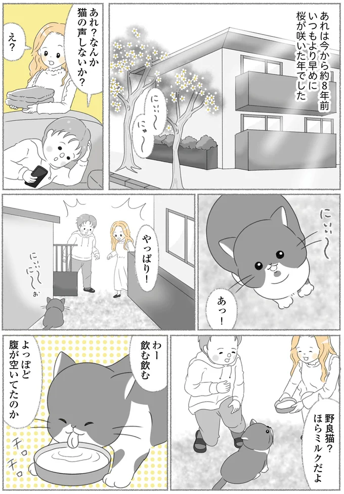 『にゃんかつ 11匹と2人の暮らし』 15467843.webp