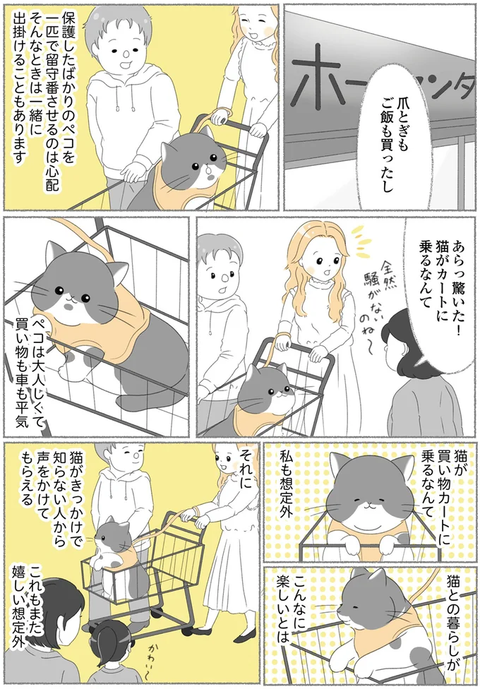 『にゃんかつ 11匹と2人の暮らし』 15467853.webp