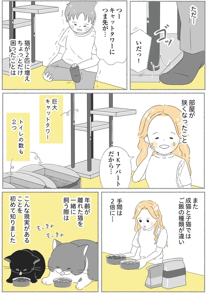 『にゃんかつ 11匹と2人の暮らし』 15467864.webp