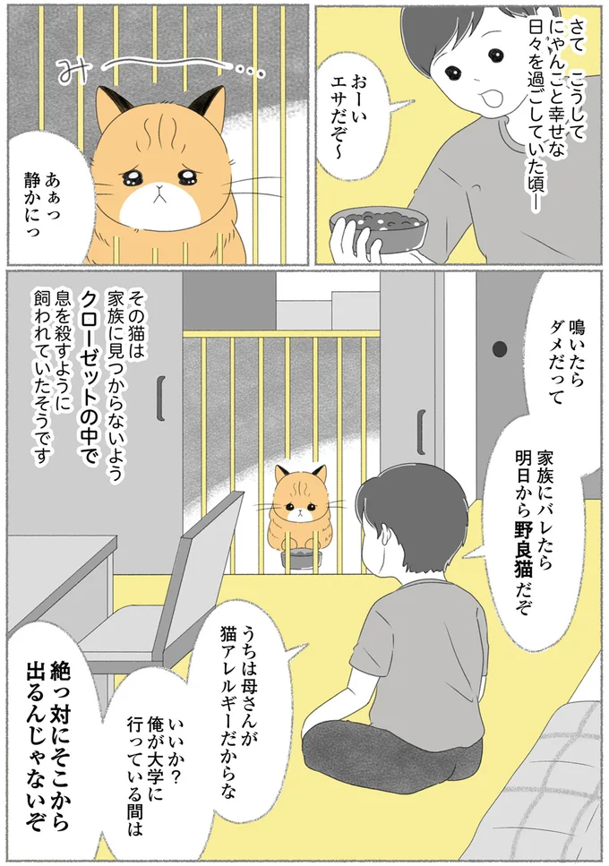 『にゃんかつ 11匹と2人の暮らし』 15467865.webp