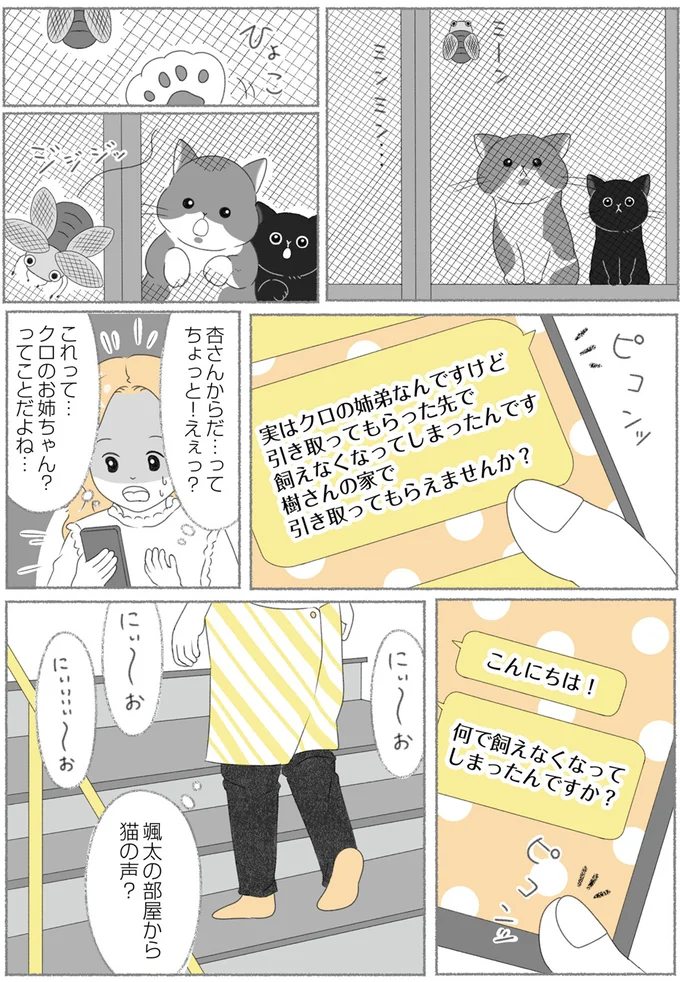 『にゃんかつ 11匹と2人の暮らし』 15467866.webp