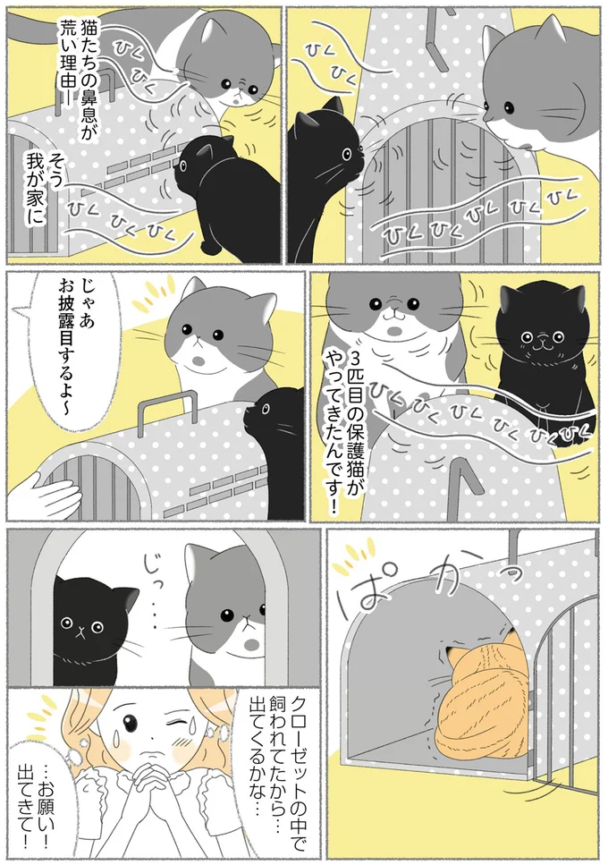『にゃんかつ 11匹と2人の暮らし』 15467873.webp