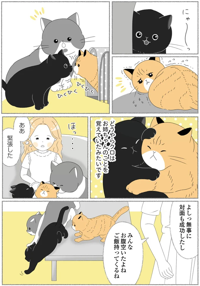 『にゃんかつ 11匹と2人の暮らし』 15467874.webp