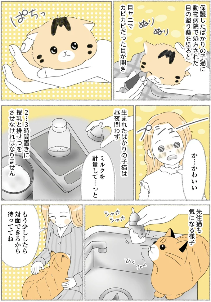 『にゃんかつ 11匹と2人の暮らし』 15469196.webp